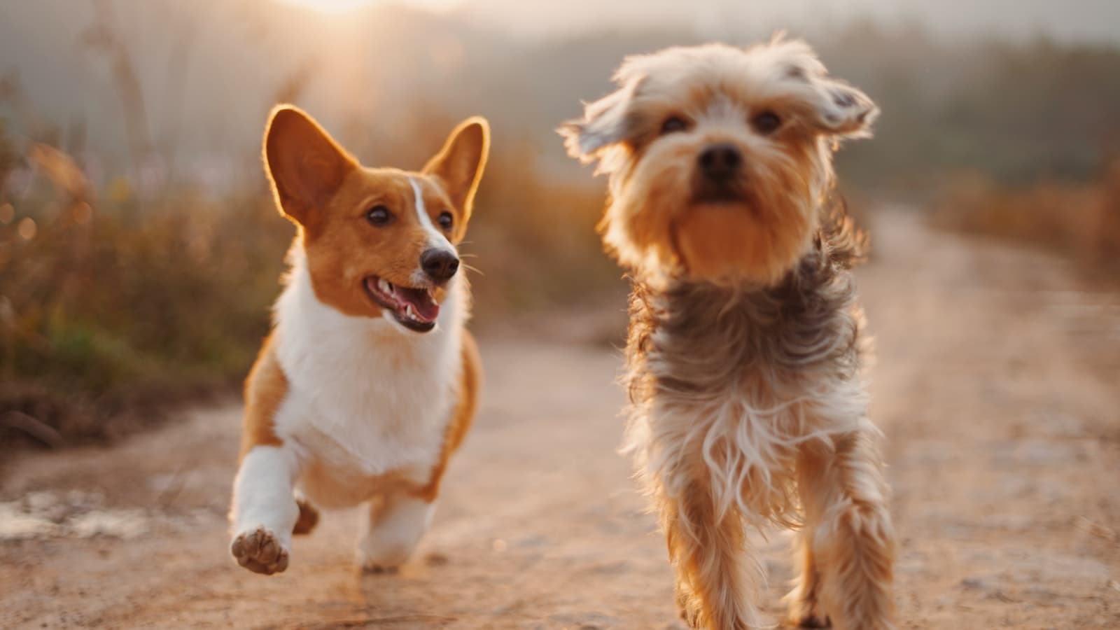 Paws & Haven — Where Every Pet is Family