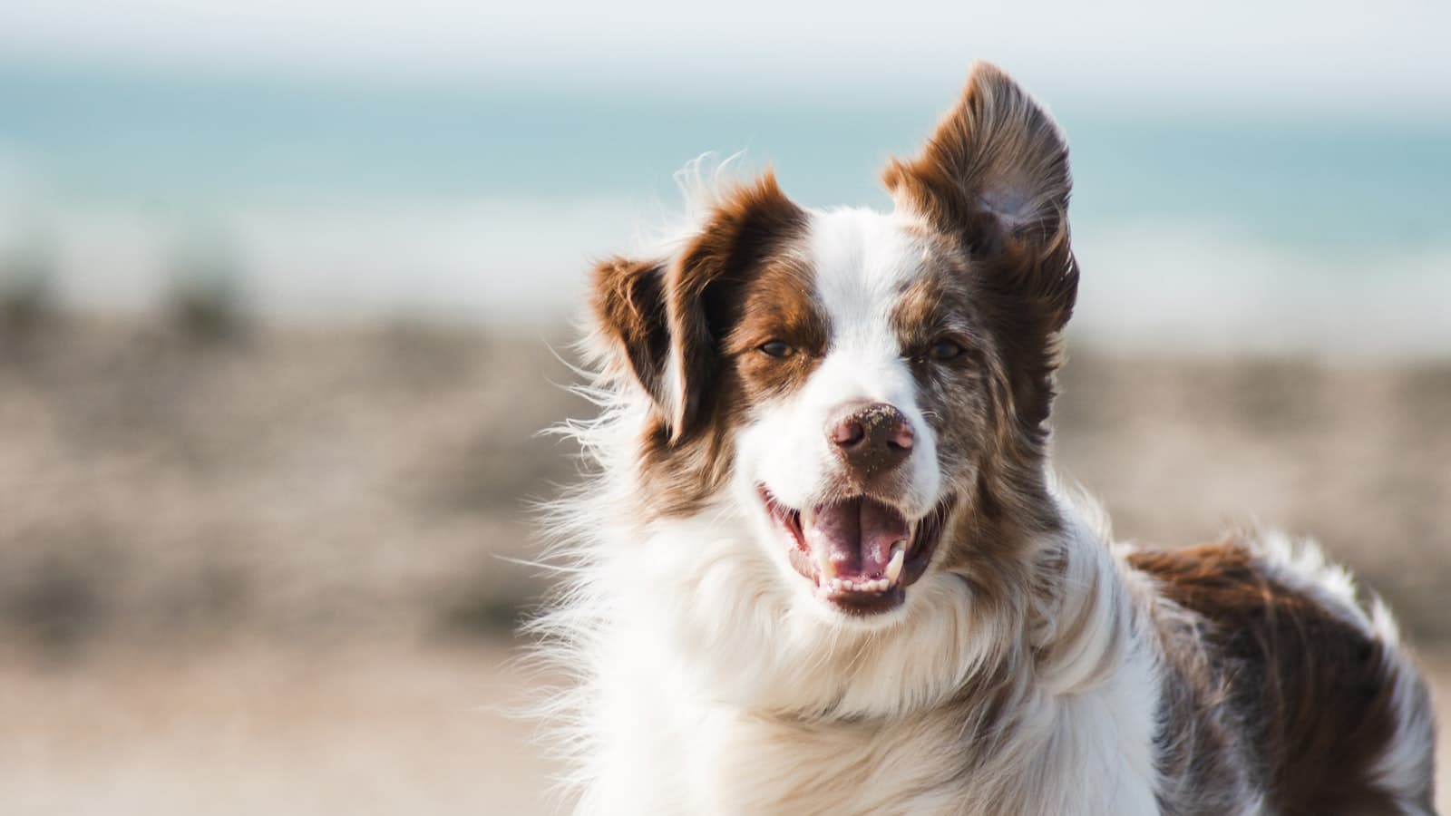 Compassionate Care, Happy Tails