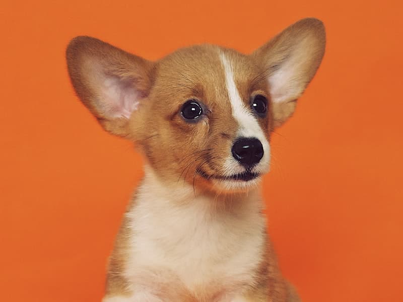 Puppy at grooming session