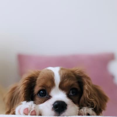 Grooming