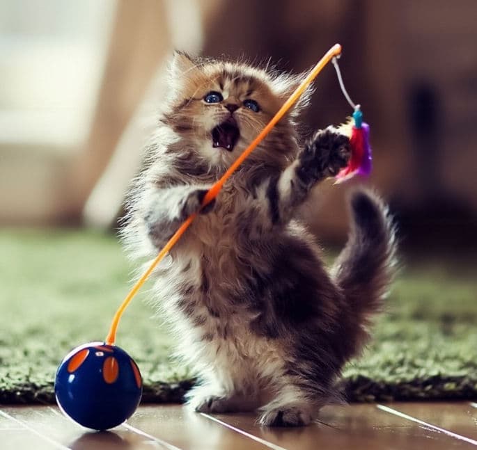 Kitten with toy